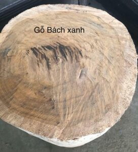 gỗ bách xanh